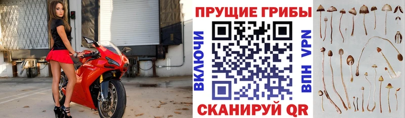 наркота  Железногорск-Илимский  Псилоцибиновые грибы мицелий 